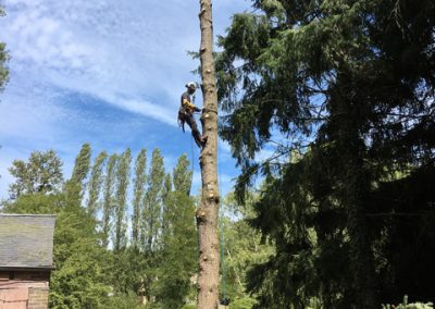 Vitalarbor élagage démontage réussi d'un arbre proche d'un domicile